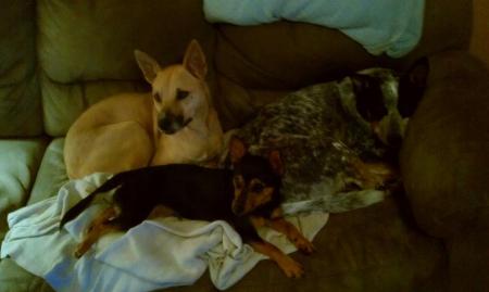 My babies Maggie, Riley and Hunter. All rescue