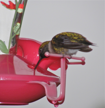 Hummingbird at my feeder