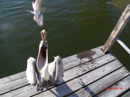 The Hungry Pelican