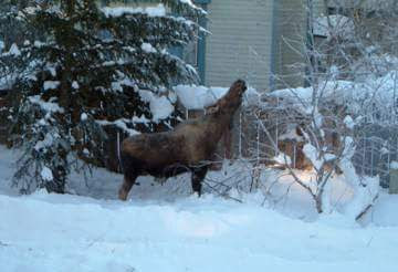 Backyard, Anchorage, AK