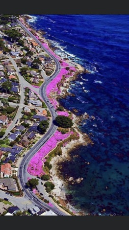 The purple carpet in all it’s spring glory