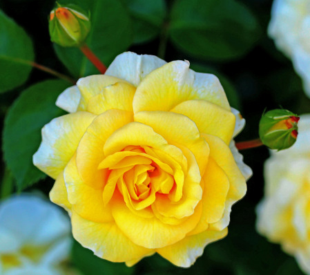 Yellow Rose of Arkansas