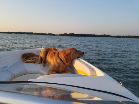 Huxley relaxing on the boat 