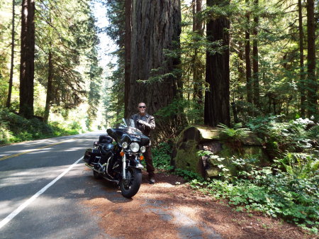 Redwood National Park