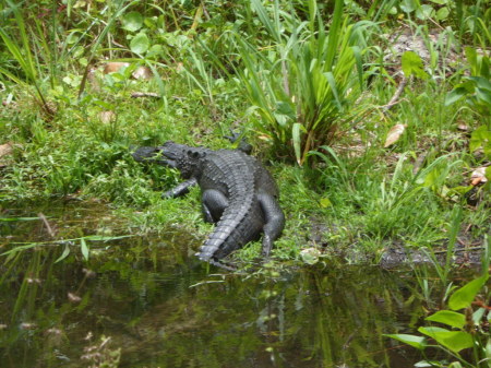 a gator for a Gator in Ravine State Park