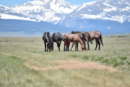 Kids on the ranch