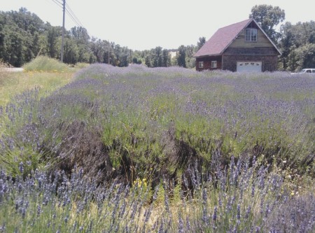 my lavender farm