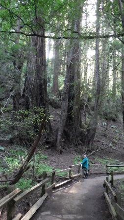 Muir Woods