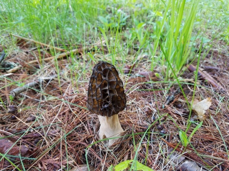 Morel