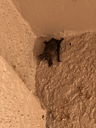 Bat.