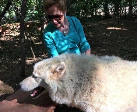 With Male Tundra Wolf "Jhertoma" - 2019