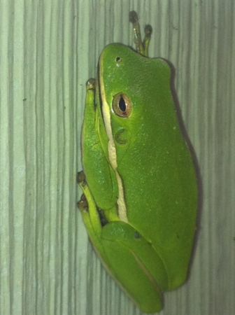 Tree Frog