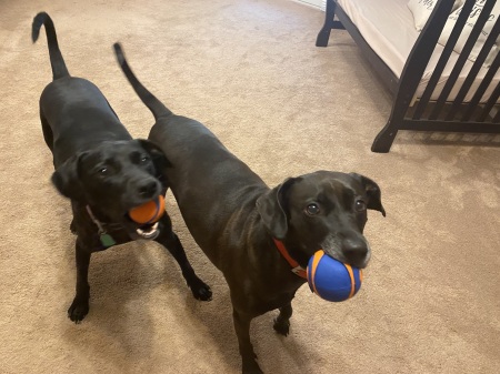 Miss Millie (orange ball) Benson (blue ball)