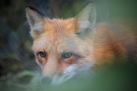 arctic fox