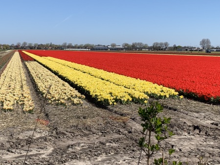 Tulip Season in Hollan