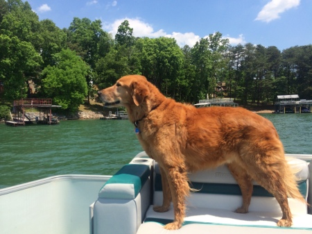 Bo our sweet golden boy on the Lake Lanier