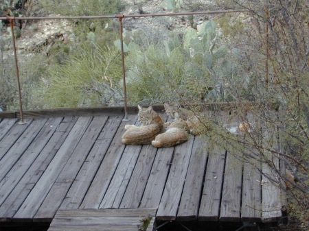 Bob Cats on my deck over the dry wash