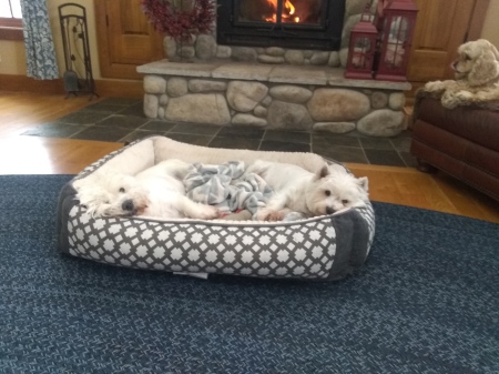 Asleep by the fire. Darby. MT