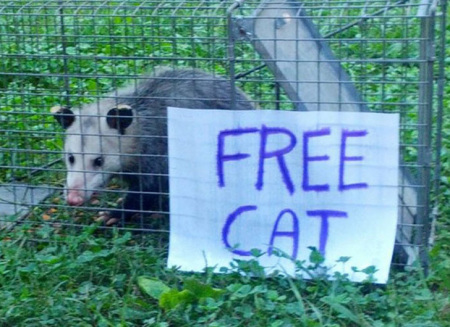  Free cat, I will deliver..