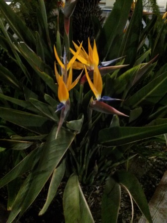 Bird of Paradise