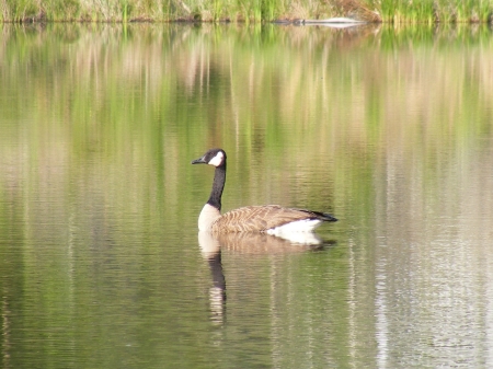 Canada Goose on our pond