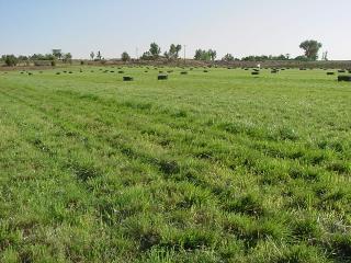 Our hay field