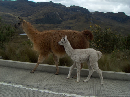 Wild llamas in Cajas National Park Ecuador