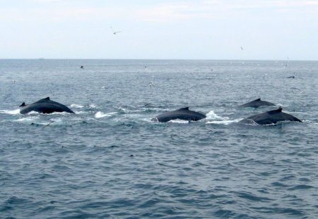 blue whales off of cape cod