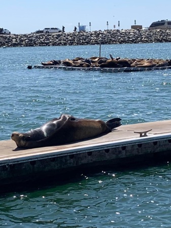 Sunbathing In  California