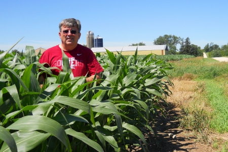 Minnesota cornfield