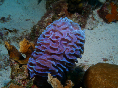 Azure vase sponge