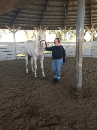 New Horse Apollo 2 yr Apaloosa