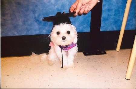 Lilly, My Maltese