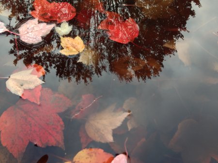 Puddle in Fall