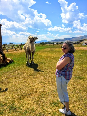 Lucy the camel & spouse Deborah, Montana