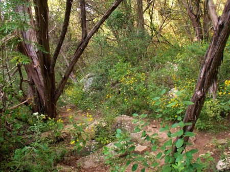 Tessa Brantley's album, HIKING ATX!