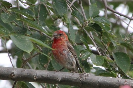 House Finch