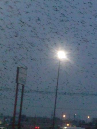 The Birds At HEB