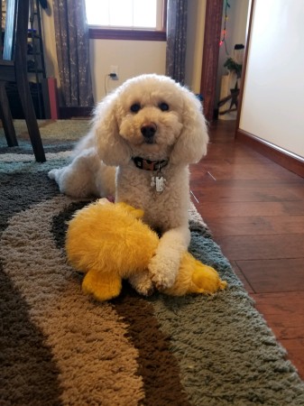 Grandpuppy Murphy (Goldendoodle)