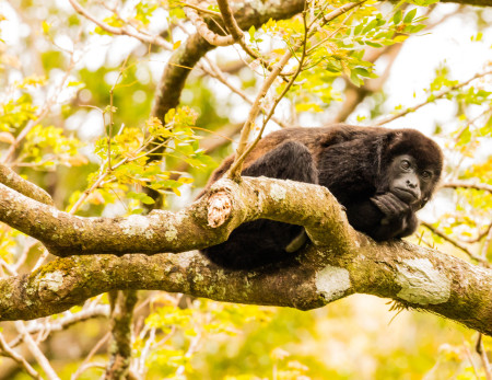 Anne Johnson's album, Costa Rica