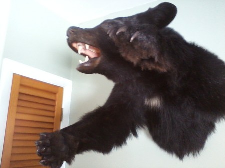 Adirondack Black Bear