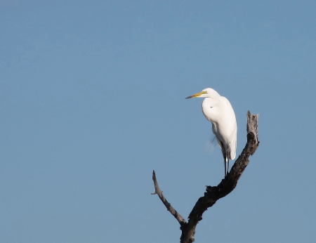 Great egret, Zambezi River