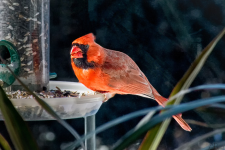 Andy Birrell's album, In Our Garden