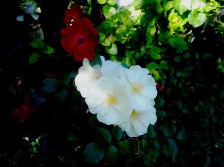 White Fairy Rose
