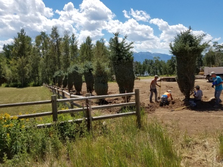 Colorado Spruce Before Being Unraveled