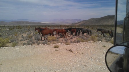 Wild Mustangs