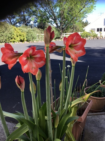 Amaryllis brightens our driveway 