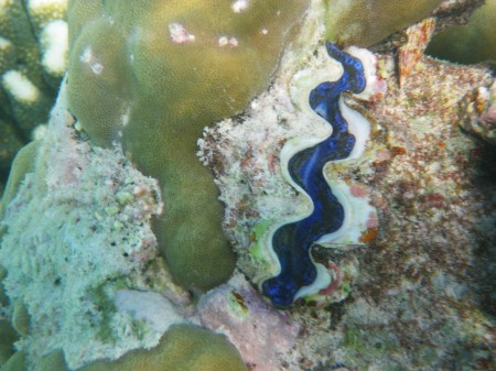 Clam with blue lips