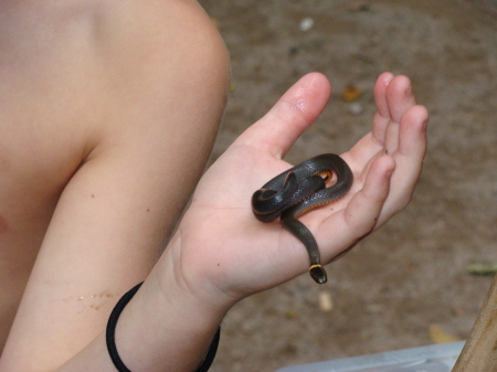 ringneck snake 