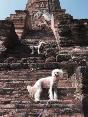 Ayuttha Temple Dogs